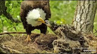 Decorah Eagles 5-13-23, 3:30 pm HM brings female pheasant for late lunch