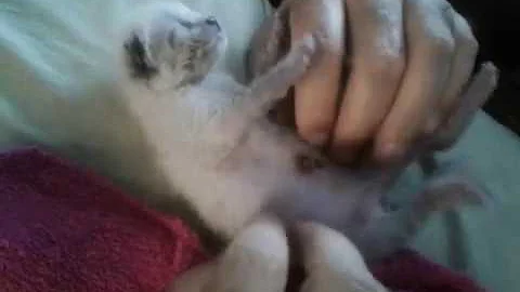Sugar Bear Rascal Cat and his "My Daddy"