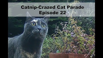 Catnip-Crazed Cat Parade Episode 22