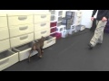 Doberman puppy doing scent detection - Nosework in NJ Doberman puppy doing scent detection - Nosework in NJ