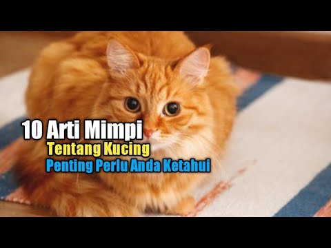 Video: 300 Nama Kucing Raksasa Untuk Kitty Besar Anda