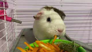Did You Know Guinea Pigs See in Partial Color?