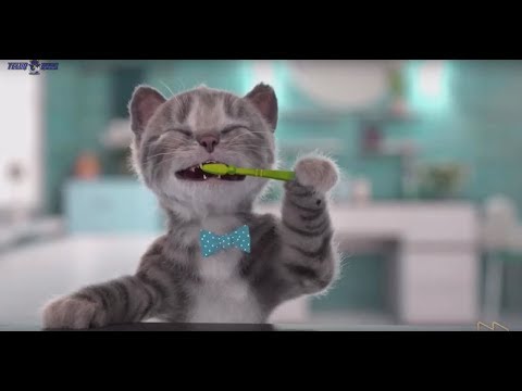 Video: Kucing Cokelat York