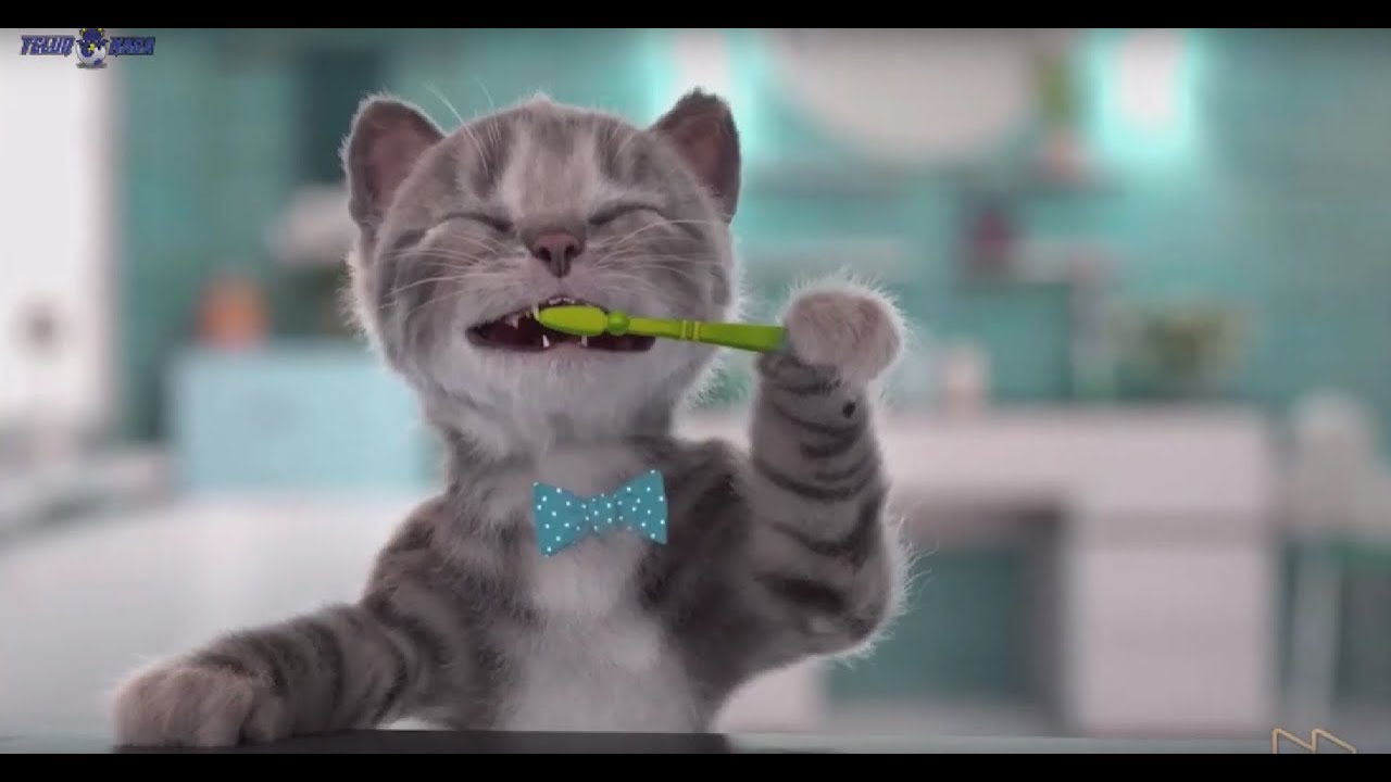 Little Kitten Adventures Preschool update terbaru si anak kucing