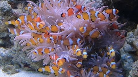 Some clown fishes and an anemone