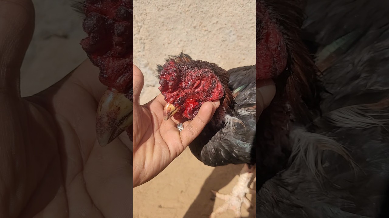 Aseel Desi Murga After Win 😎 