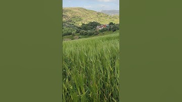 الطبيعة #عبدالرحمن_مسعد #عبدالرحمن_مسعد_تلاوة_جديدة #اكسبلور #البخل #الزرع #تيك_توك #الجيلي #amaz