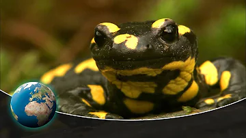 Nocturnal wanderer: The fire salamander