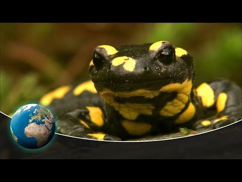 Nocturnal wanderer: The fire salamander