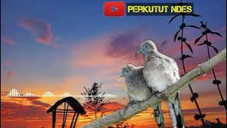 Suara burung perkutut 30 menit