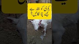 Bakri ko bukhar ka kaisy pata lagaen? | Goat is ill? #goatfarming #goatpalan #goatprofit