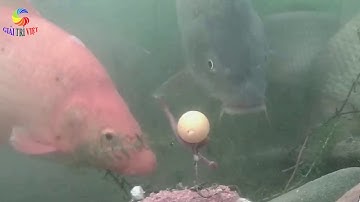 Câu cá hồ - Đặt camera quan sát ổ mồi rất thú vị