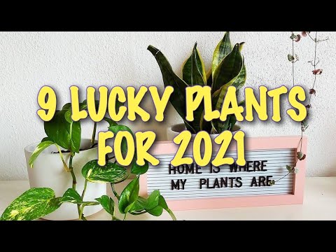 Lucky Plants for 2021 (for health, wealth, and success) | Ron's