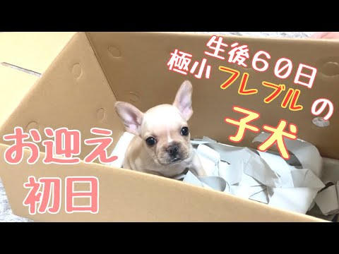 フレブル 色 種類 フレブル 色 種類