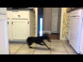 Toy Manchester Terriers playing hide and go seek の動画、YouTube動画。