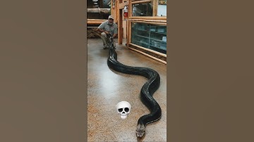 Python Always Cute 💀😱