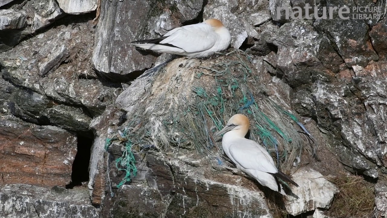 footage of chernobyl Northern gannets sitting on nests made with plastic, Hermaness NNR, Unst, Shetland Islands, Scotland