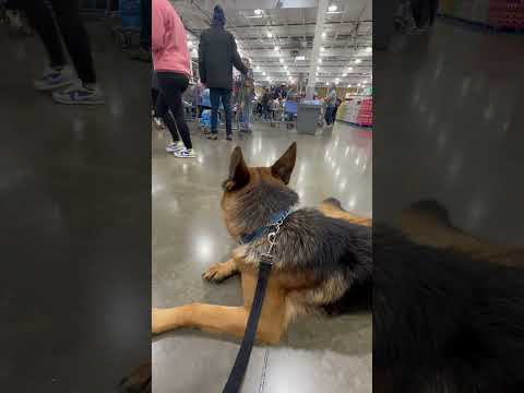 THIS Is What Real World Training Looks Like Shorts 