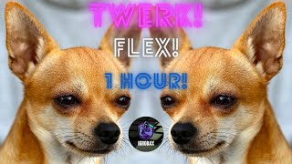 Собака танцует тверк целый час Собачий флекс 1 час The dog dances twerk for an hour! Dog flex 1 hour