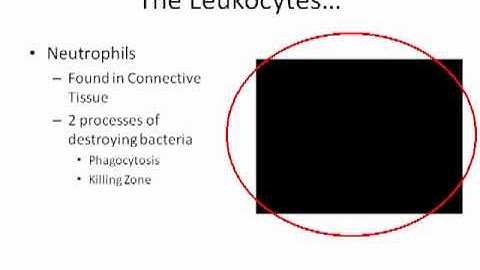 Lymphatic System Part 2 of 3