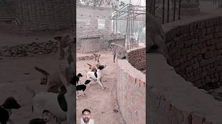 best funny monkey vs dog shorts funny comedy monkey dog spbeststory ytshorts