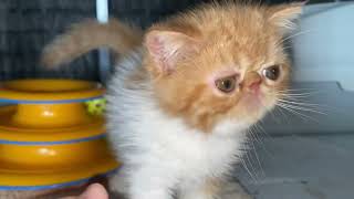 Exotic Shorthair male Kitten