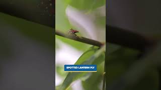Spider-Man in Arkansas, spotted lanternfly population in MD, Powerball UK