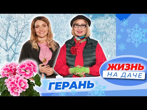 Video: Эмне үчүн герань жалбырактары кургап калат