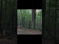 Жираф МЕРТВИЙ #shorts #shortsvideo