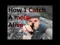 Steps To How I Catch A Mole Alive