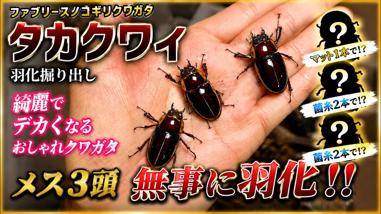 激レア三葉虫　ParabathycheilusとBathycheilus This color is unfair Unearthing a Fabrice's stag beetle! - YouTube