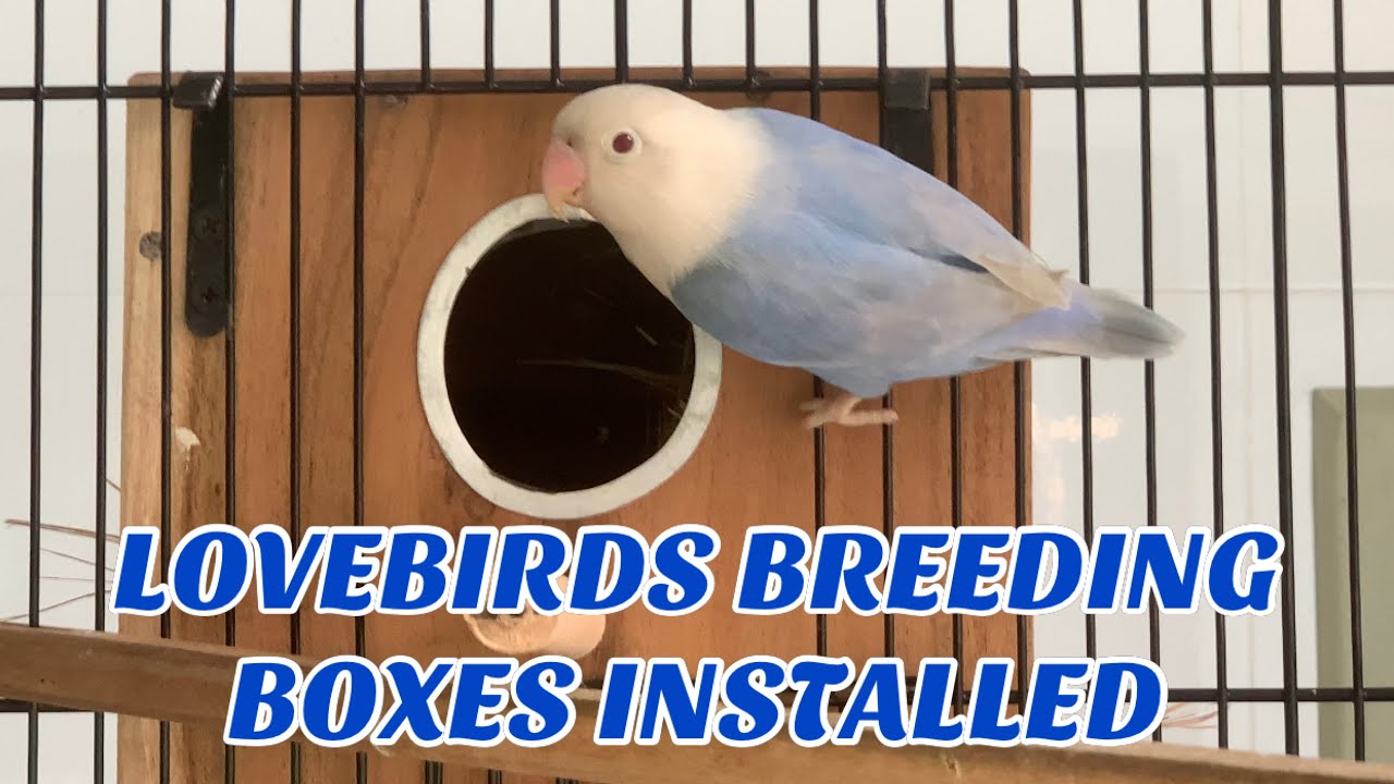 Lovebirds Breeding Boxes Installed ll Nesting Material ll Season 20222023 YouTube