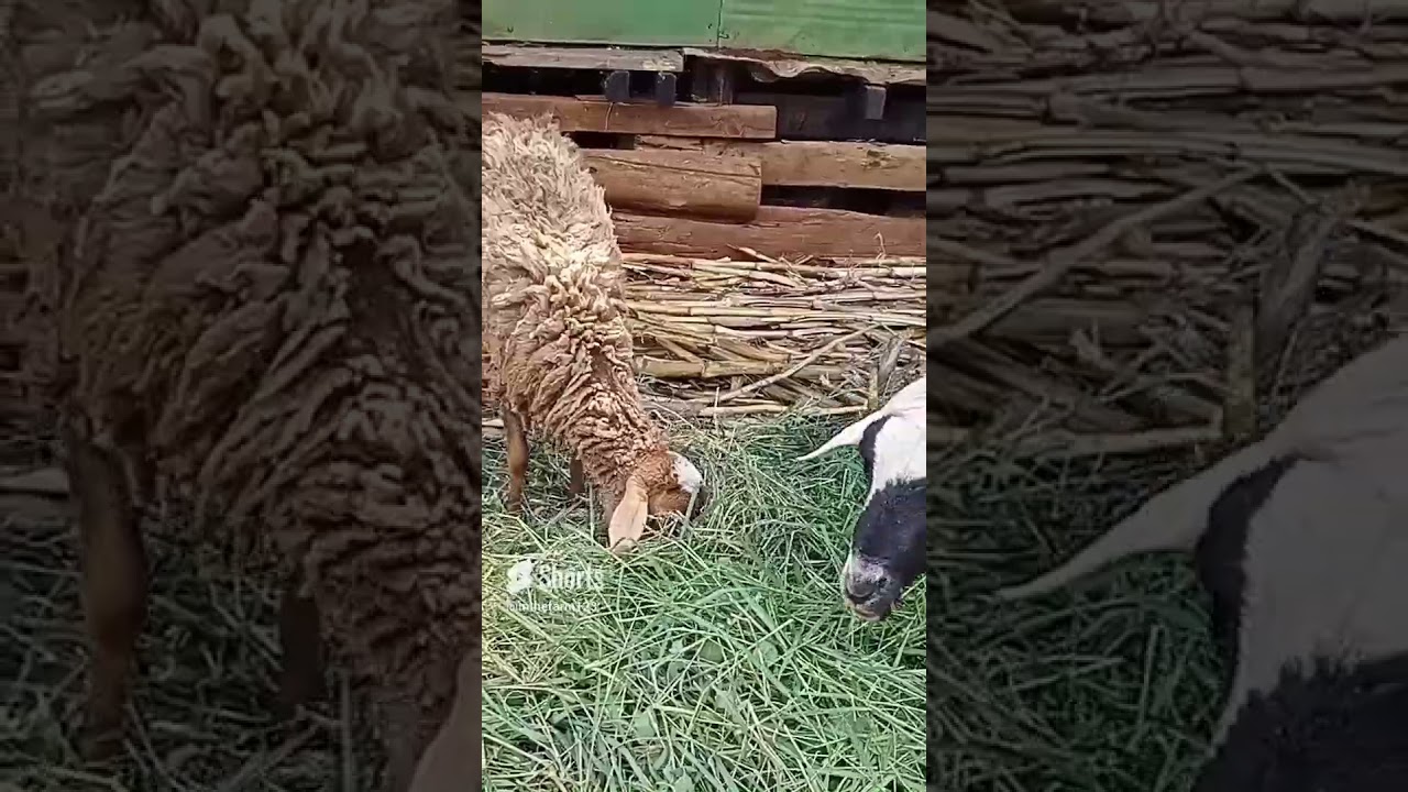 Sheep feeding on grass.
