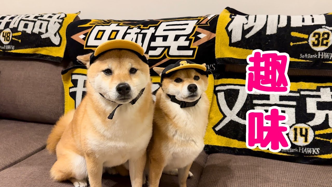 This adorable Shiba Inu dog joins in on his mom's hobby and cheers
