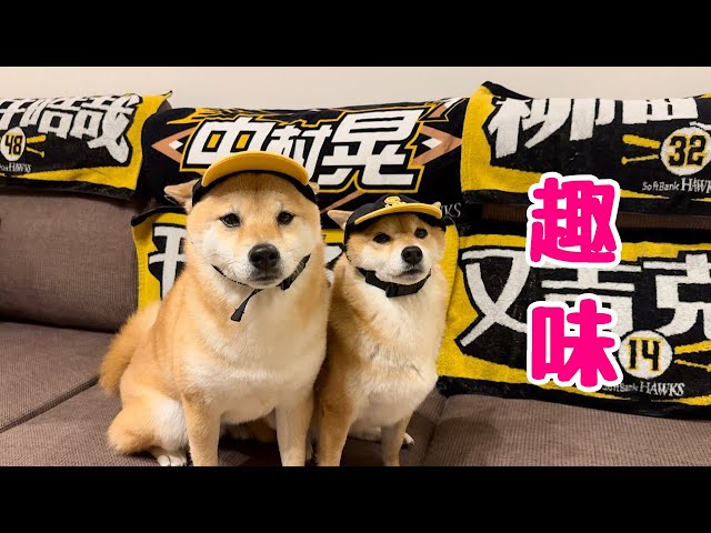 This adorable Shiba Inu dog joins in on his mom's hobby and cheers