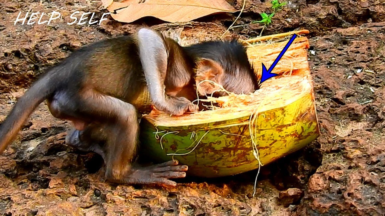 She Feed Herself When Mom Dana Left & Give Up Her Alone,So Sad & Very Pity Baby Daniela Situation