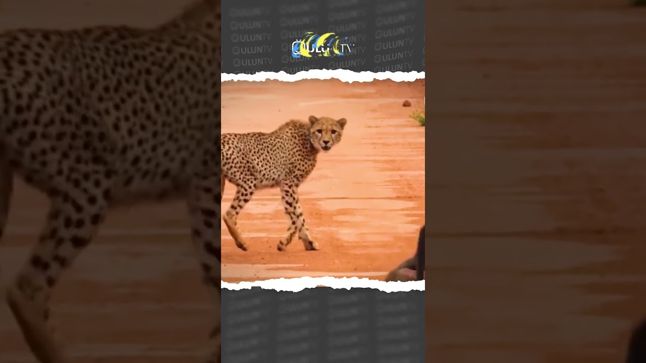 Baboon vs. Cheetah #uluntv #wildlife #wildtv #shorts