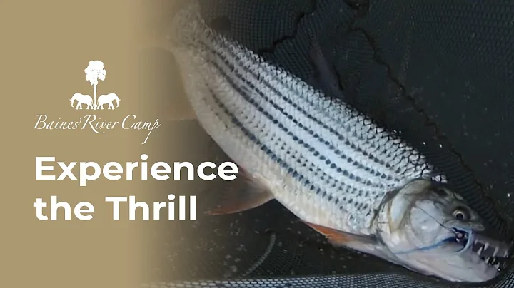 Baines' Catch of the Day: Experience the Thrill of River Fishing in the Zambezi Valley!