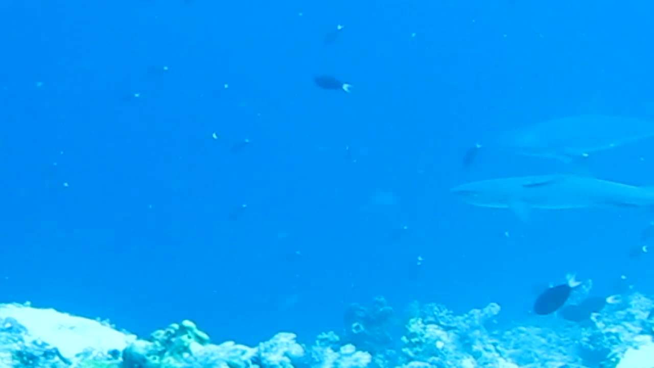 Grey Reef Shark & Whitetip Menor