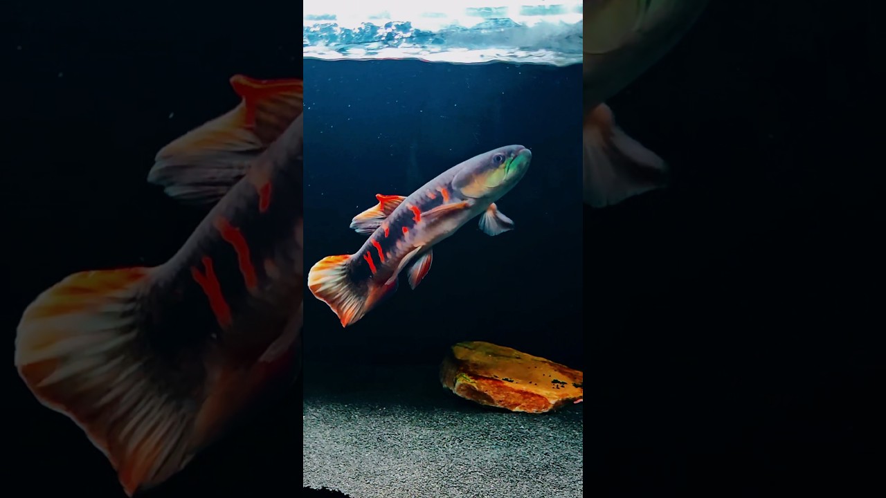 Rainbow Wolf Fish - Erythrinus