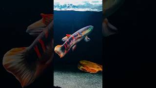 Rainbow Wolf Fish - Erythrinus