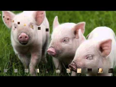 Далiкатныя парасяты (Dalikatnyya parasyaty)