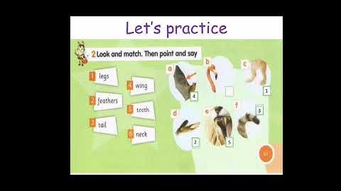Primary 1 Connect plus Unit 10, animals around the world|كونكت بلاس اولي ابتدائى الوحدة 10،الحيوانات