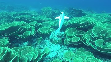 Exploration of underwater life with an acoustically controlled soft robotic fish