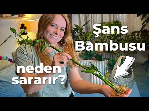 Video: İç mekan bambuları neden sararır?