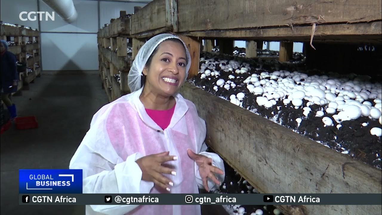 Commercial mushroom farming gains momentum in South Africa