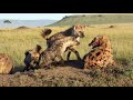 2 Hours Hyena Sounds Effect 