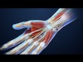 Carpal Tunnel Syndrome | Nucleus Health
