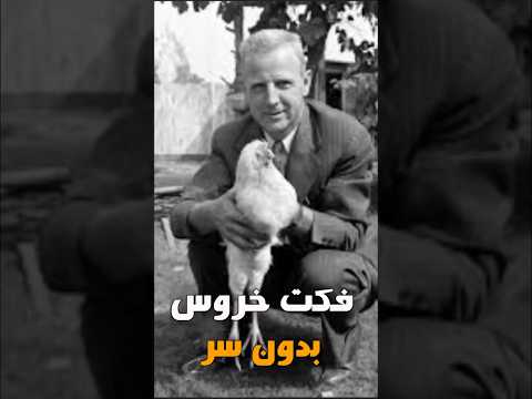 فکت زنده ماندن خروس بعد از بریدن سر طی ۱۸ ماه جالب شگفتی فکت شگفتی