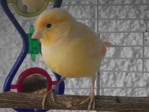 Female canary singing did a wolf whistle!! (2017) - YouTube